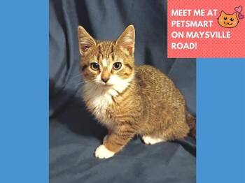 Rescue Domestic Short Hair Cats for Adoption in Fort Wayne, Indiana - FELIX | PetCurious