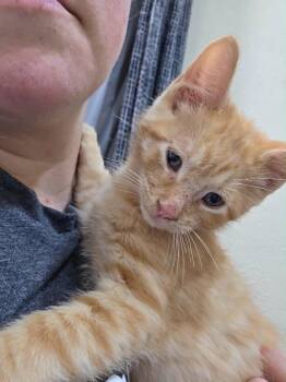 Pancake -  Domestic Short Hair Cat for Adoption in Taycheedah, Wisconsin - Pancake | PetCurious