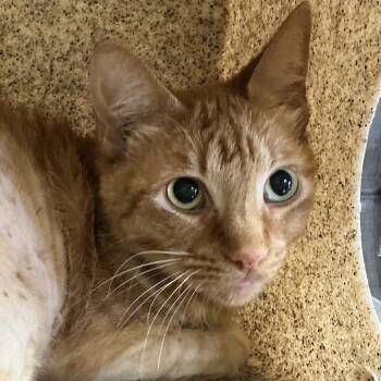 Domestic Short Hair Cats Available for Adoption - Mufasa | PetCurious