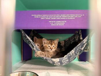 **Cat Cafe** Ghee -  Domestic Short Hair Cat for Adoption in Topeka, Kansas - **Cat Cafe** Ghee | PetCurious