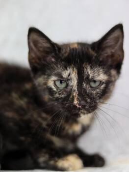 Daffodil -  Domestic Short Hair Cat for Adoption in Lewisburg, Tennessee - Daffodil | PetCurious