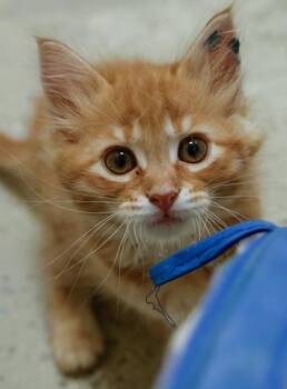 Evan -  Domestic Short Hair Cat for Adoption in Verona, Wisconsin - Evan | PetCurious