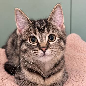 Ruffles -  Domestic Short Hair Cat for Adoption in Pontiac, Michigan - Ruffles | PetCurious