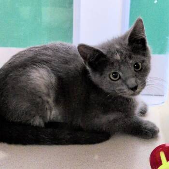 Beach Towel -  Domestic Short Hair Cat for Adoption in Reno, Nevada - Beach Towel | PetCurious