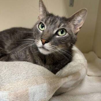 Pele` -  Domestic Short Hair Cat for Adoption in Toms River, New Jersey - Pele` | PetCurious