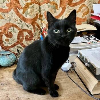 Domestic Short Hair Cats Available for Adoption in Chicago, Illinois - Midnight | PetCurious