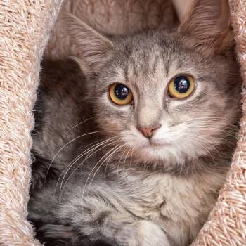 RUBY -  Domestic Short Hair Cat for Adoption in St. Louis, Missouri - RUBY | PetCurious