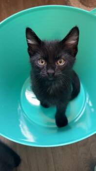 Bowie -  Domestic Short Hair Cat for Adoption in Mason City, Iowa - Bowie | PetCurious