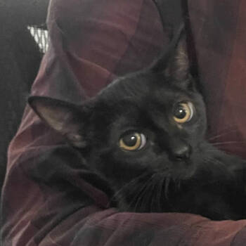 Rescue Domestic Short Hair Cats for Adoption in Los Angeles, California - Kanaya | PetCurious