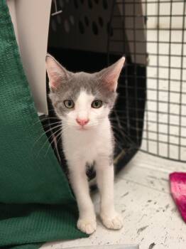 Weaver -  Domestic Short Hair Cat for Adoption in Oriental, North Carolina - Weaver | PetCurious