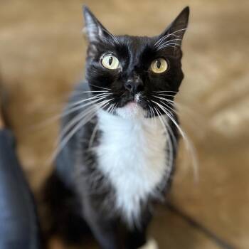 Ivy -  Domestic Medium Hair Cat for Adoption in Green Bay, Wisconsin - Ivy | PetCurious