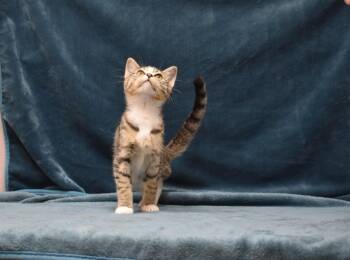 Raylin -  Domestic Short Hair Cat for Adoption in Shelton, Washington - Raylin | PetCurious