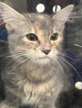 Domestic Short Hair Cats Available for Adoption in Dallas, Texas - BONBON | PetCurious