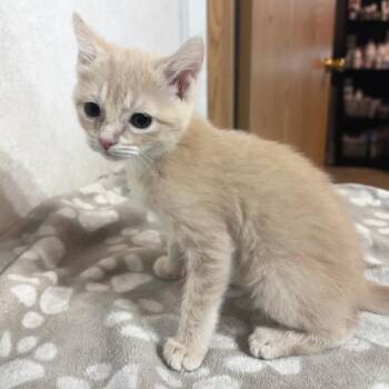 Crackle -  Domestic Short Hair Cat for Adoption in Belleville, Illinois - Crackle | PetCurious