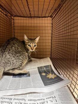 Meadow -  Domestic Short Hair Cat for Adoption in Austin, Texas - Meadow | PetCurious