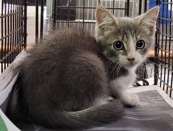 Rescue Domestic Short Hair Cats for Adoption in St. Cloud, Florida - MOMO | PetCurious