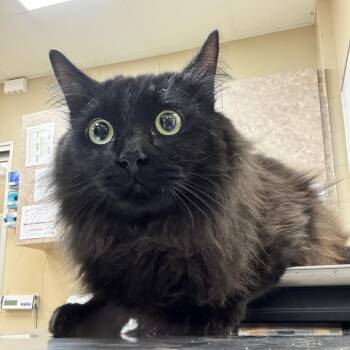 Domestic Long Hair Cats Available for Adoption in Birmingham, Alabama - Cass | PetCurious