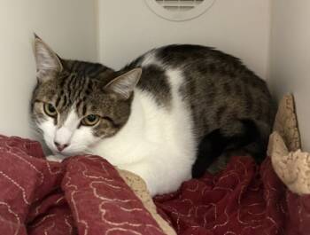 Rescue Domestic Short Hair Cats for Adoption in Lebec, California - Hunk | PetCurious