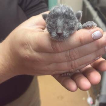 slate -  Domestic Short Hair Cat for Adoption in Gadsden, Alabama - Slate | PetCurious