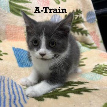 A-Train -  Domestic Short Hair Cat for Adoption in Parkersburg, West Virginia - A-Train | PetCurious