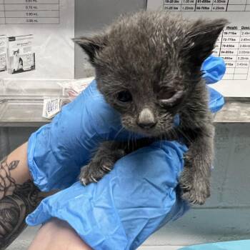 Tassle -  Domestic Short Hair Cat for Adoption in Summerville, South Carolina - Tassle | PetCurious
