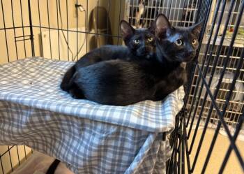 Rescue Domestic Short Hair Cats for Adoption in Port Jervis, New York - William | PetCurious