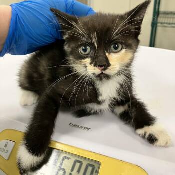 Dina -  Domestic Short Hair Cat for Adoption in Las Cruces, New Mexico - Dina | PetCurious