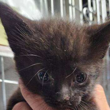 Neptune K46657 -  Domestic Medium Hair Cat for Adoption in Corsicana, Texas - Neptune K46657 | PetCurious