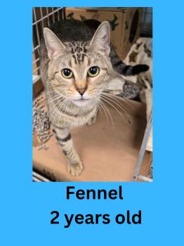 Fennel -  Domestic Short Hair Cat for Adoption in Ravenna, Ohio - Fennel | PetCurious
