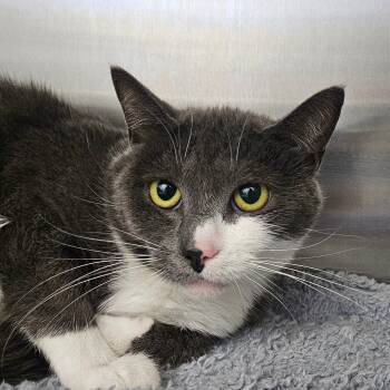 Rescue Domestic Short Hair Cats for Adoption in Chatham, Virginia - Shi Aka Josina | PetCurious