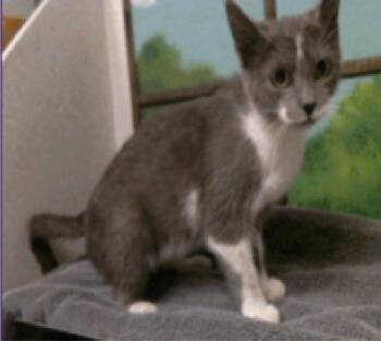 Rarity -  Domestic Short Hair Cat for Adoption in Sedalia, Colorado - Rarity | PetCurious