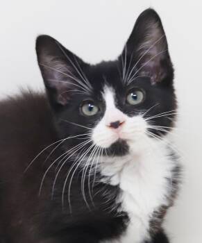 Scarecrow is the happiness you have been searching for - OLD ENO -  Tuxedo and Siberian Cat for Adoption in Bedford Hills, New York - Scarecrow Is The Happiness You Have Been Searching For - OLD ENO | PetCurious