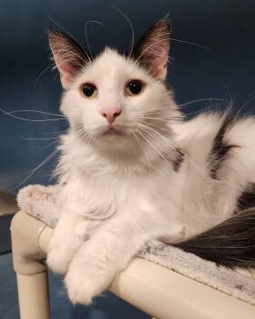Domestic Long Hair Cats Available for Adoption - Smokey | PetCurious