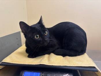 Rescue Domestic Short Hair Cats for Adoption in Pasadena, California - A525352 | PetCurious