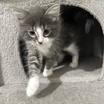 Rose -  Domestic Short Hair Cat for Adoption in Garden City, Michigan - Rose | PetCurious