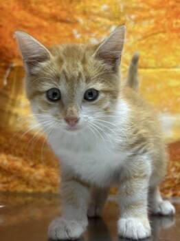 Rescue Domestic Short Hair Cats for Adoption in San Antonio, Texas - Nopal | PetCurious