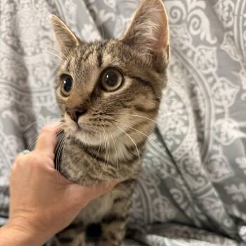 Kevin -  Tabby Cat for Adoption in Columbia, South Carolina - Kevin | PetCurious