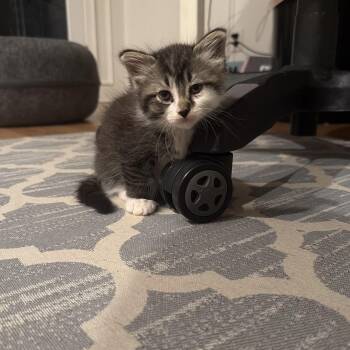 Domestic Short Hair and Tabby Cats Available for Adoption in Rochester Hills, Michigan - Tahani | PetCurious