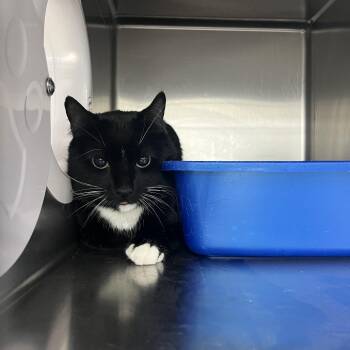 Domestic Short Hair Cats Available for Adoption - Barn Cat (Elmer) | PetCurious