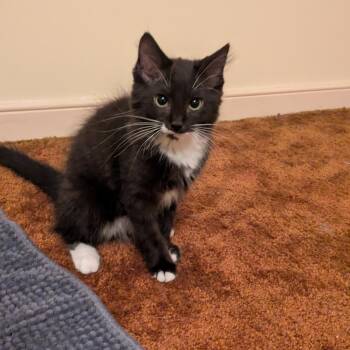Ariel -  Domestic Long Hair Cat for Adoption in Ashland, Virginia - Ariel | PetCurious