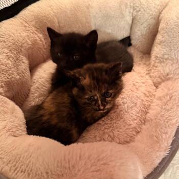 Domestic Short Hair Cats Available for Adoption in Harrisonburg, Virginia - Kalama | PetCurious