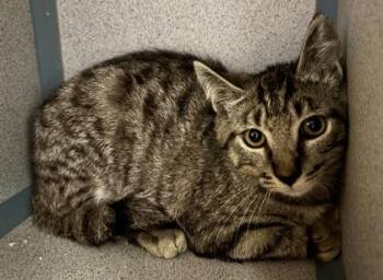 Episkey - I AM AT PetSmart Northborough -  Domestic Short Hair Cat for Adoption in East Brookfield, Massachusetts - Episkey - I AM AT PetSmart Northborough | PetCurious