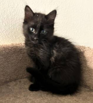 Rescue Domestic Medium Hair Cats for Adoption in Chino Valley, Arizona - Comet | PetCurious