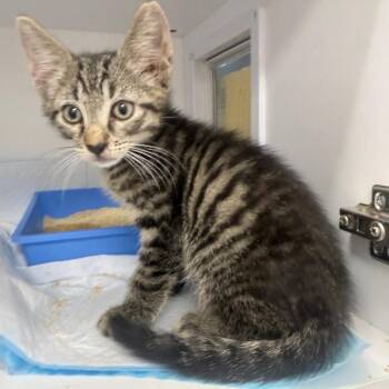 Miles -  Domestic Short Hair Cat for Adoption in Jupiter, Florida - Miles | PetCurious