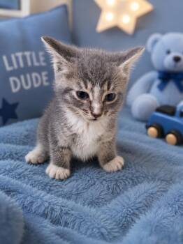 Penne -  Domestic Short Hair Cat for Adoption in Fayetteville, Tennessee - Penne | PetCurious