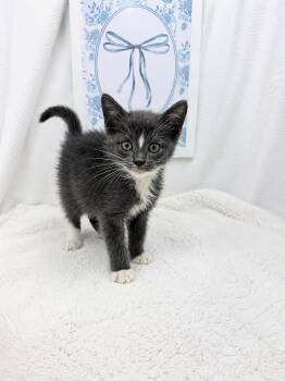 Palmer -  Domestic Short Hair Cat for Adoption in Winnsboro, South Carolina - Palmer | PetCurious