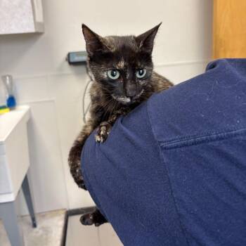 Momma Cookout(Available at petsmart 280) -  Domestic Short Hair Cat for Adoption in Columbiana, Alabama - Momma Cookout(Available At Petsmart 280) | PetCurious