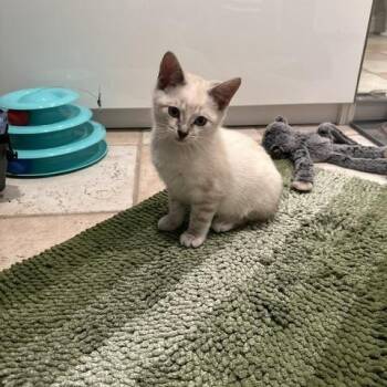 Laverne (bonded w/ Shirley) -  Domestic Short Hair Cat for Adoption in Philadelphia, Pennsylvania - Laverne (bonded W/ Shirley) | PetCurious