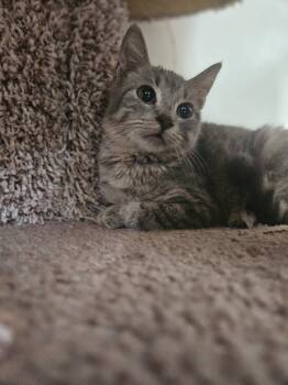 Domestic Short Hair Cats Available for Adoption in San Leon, Texas - Winky | PetCurious