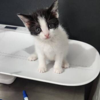 Tigernut -  Domestic Medium Hair Cat for Adoption in Livingston, Texas - Tigernut | PetCurious
